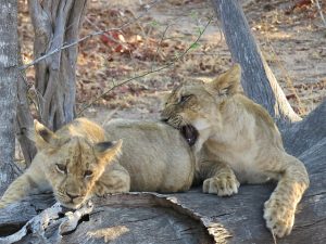 Lion cubs South Luangwa