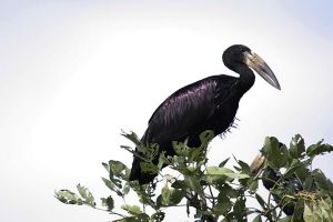 African open-billed Stork