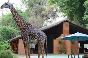 Croc Valley Camp Giraffe