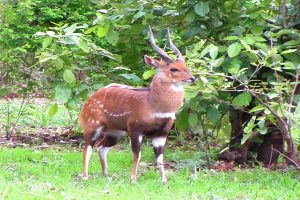 Male Bush Buck