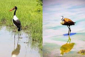 Sattle billed Stork & African Jacana