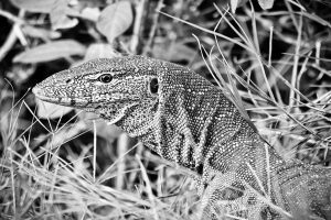 Monitor Lizard
