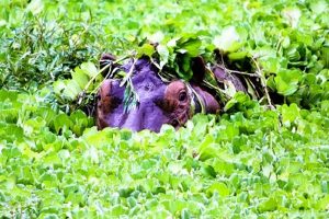 Hippo in Oxbow Lagoon
