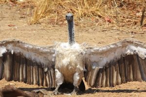 White backed Vulture