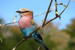 Lilae breasted Roller
