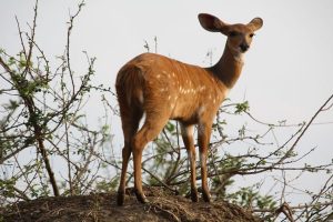 Bush Buck