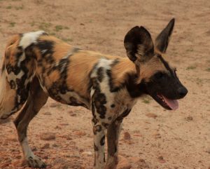 Game Drive Activities Wild Dogs
