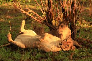 Game Drive Activities Lionesses