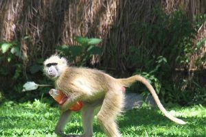 Young Baboon in Camp