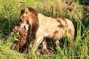 Lion Kill Croc Valley