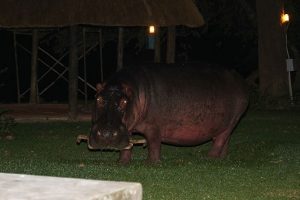 Hippo in Camp