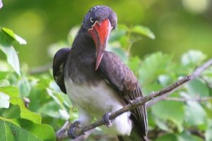 Crowned Horn Bill