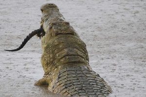 Crocodile River