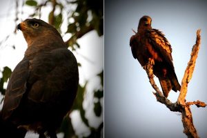 Western banded Snake Eagle & Yellow billed kite