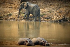 Elephant and Hippos Luangwa River