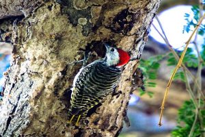 Cardinal Woodpecker