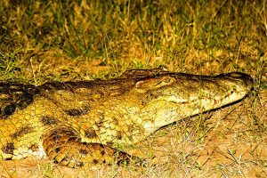 Crocodile at night
