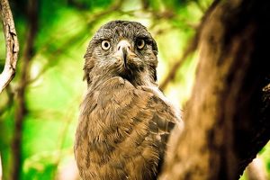 Western banded Snake Eagle