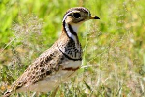 Three banded Courser