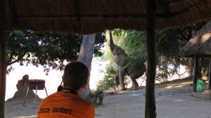 Wild Visitors Croc Valley Camp