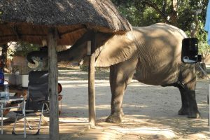 Wild Visitors Croc Valley Camp