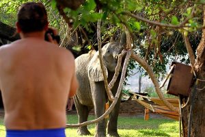 Elephants Croc Valley Camp