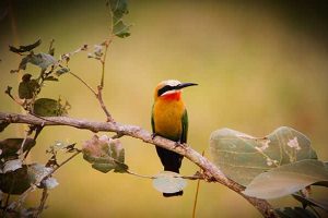 White frontet Bee-eater