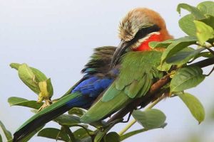 White frontet Bee-eater