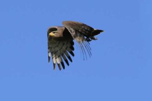 Western banded Snake Eagle