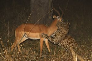 Leopard killing Impala Night Game Drive
