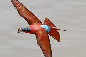 Southern Carmine Bee-eater