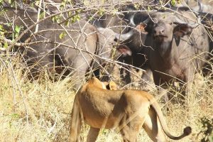 Lion and Buffalo