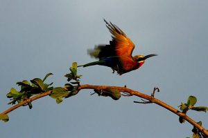 White fronted Bee-eater
