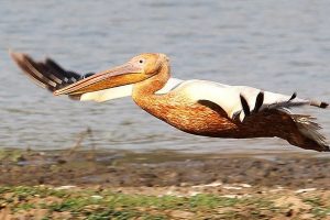 Great White Pelican