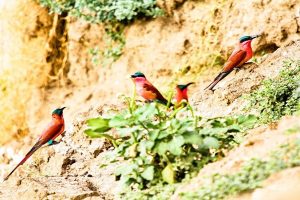 Southern Carmine Bee-eaters