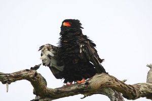 Bateleur