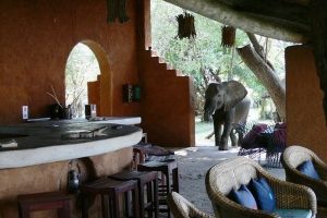 Elephant at Croc Valley