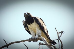 Martial Eagle