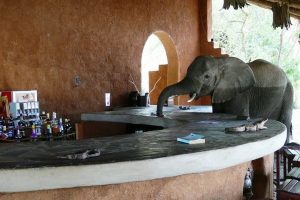 Elephant at Croc Valley Bar