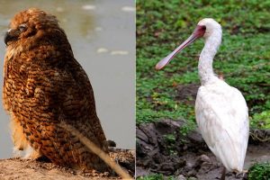 Pel's fishing Owl & African Spoon Bill