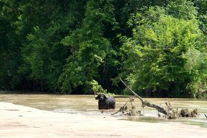 Buffalo in River