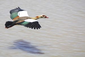 Egyptian Goose