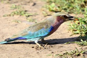 Lilae breasted Roller