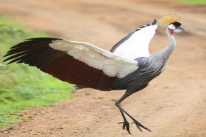 Grey crowned Crane (Southern)