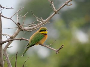 Birdlife South Luangwa