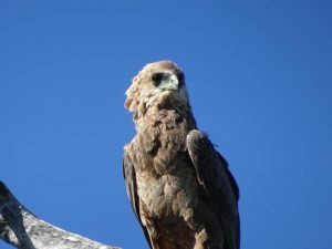 Birdlife South Luangwa