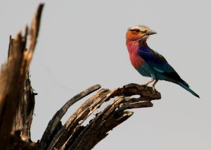 Birdlife South Luangwa