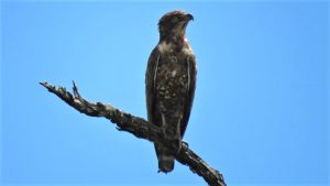 Birdlife South Luangwa