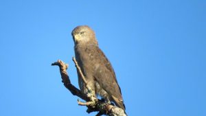 Birdlife South Luangwa