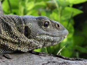 Monitor Lizard